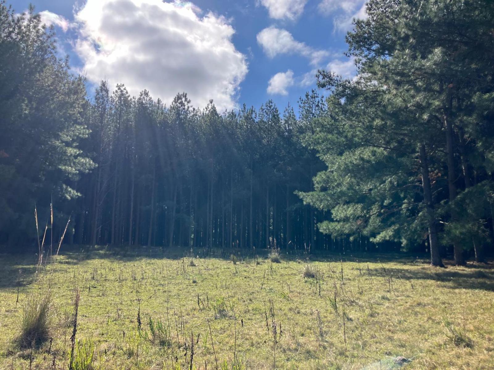 Pinos De La Quebrada Villa Quebrada de los Cuervos Ngoại thất bức ảnh