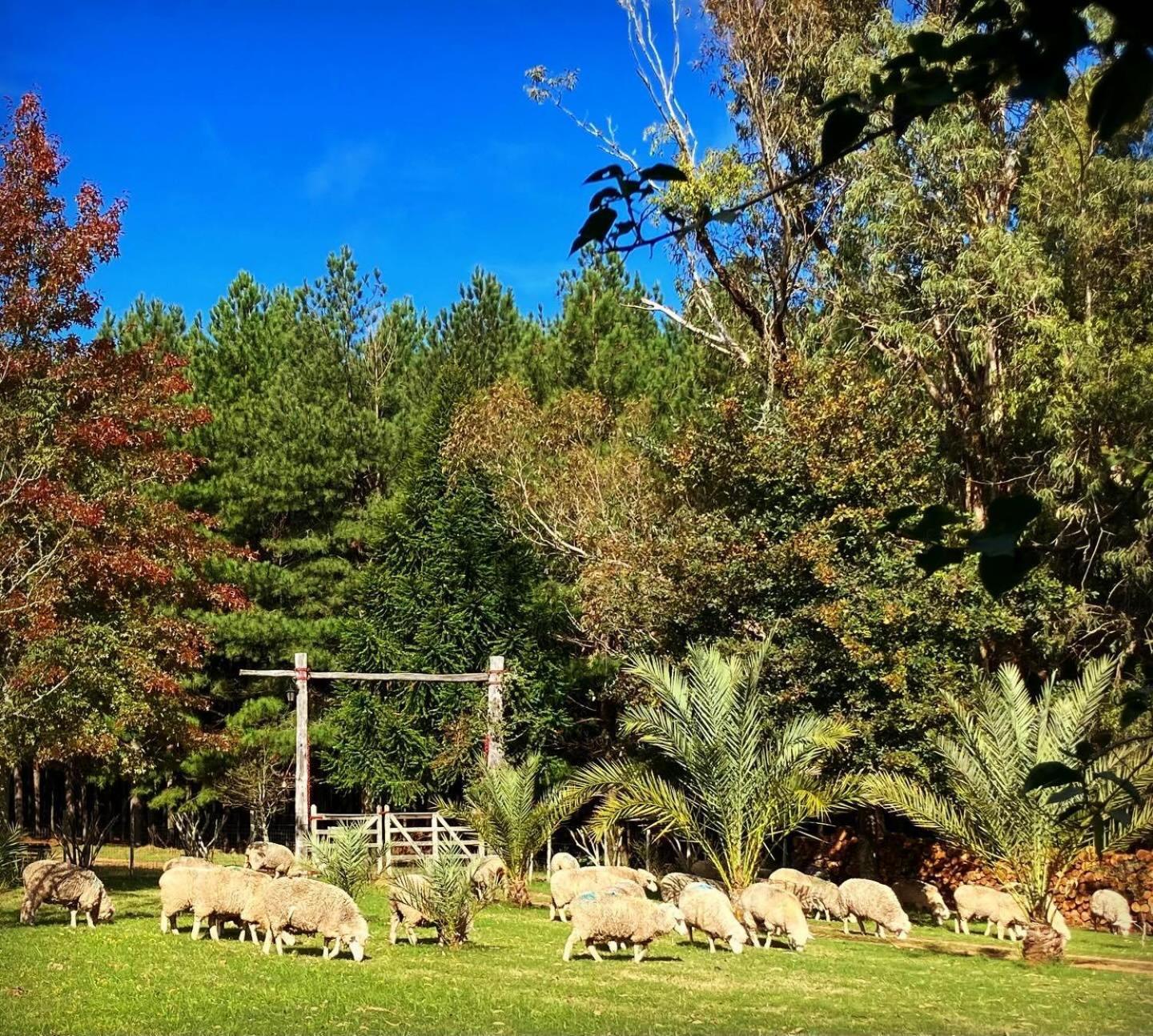 Pinos De La Quebrada Villa Quebrada de los Cuervos Ngoại thất bức ảnh