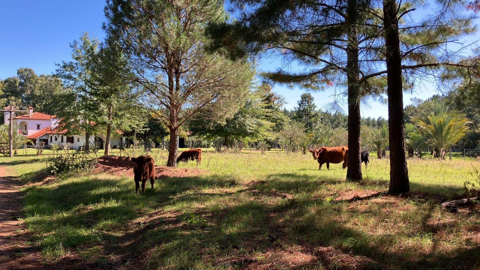 Pinos De La Quebrada Villa Quebrada de los Cuervos Ngoại thất bức ảnh