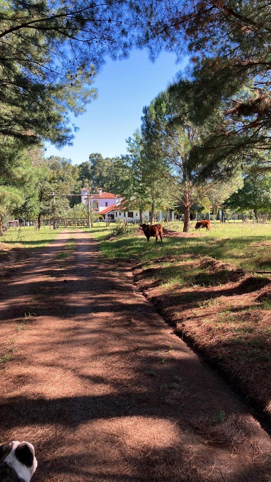 Pinos De La Quebrada Villa Quebrada de los Cuervos Ngoại thất bức ảnh