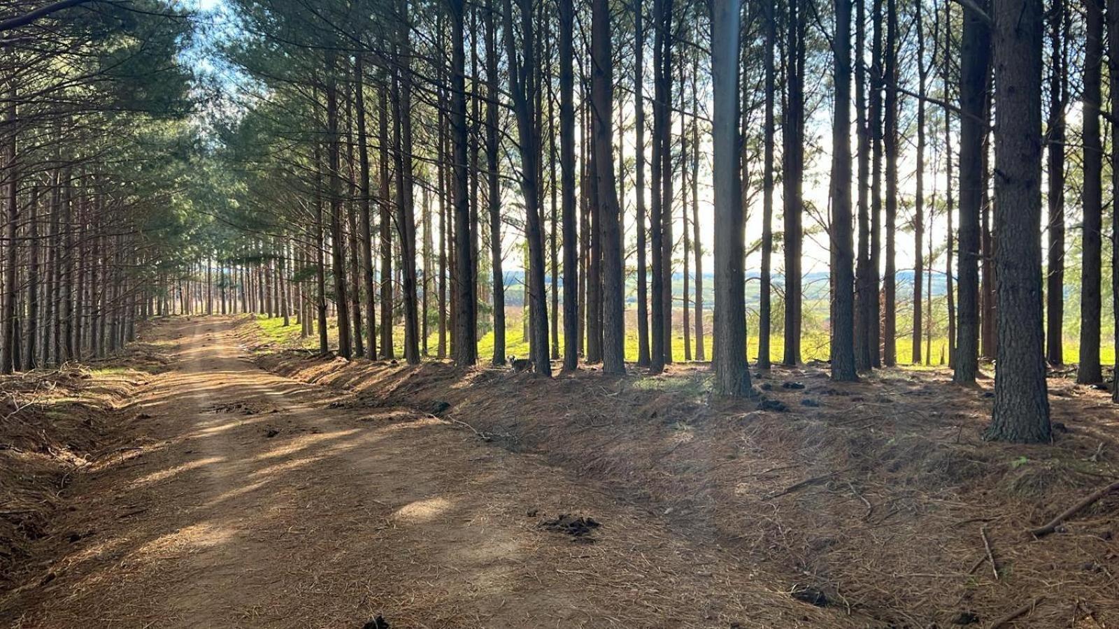 Pinos De La Quebrada Villa Quebrada de los Cuervos Ngoại thất bức ảnh